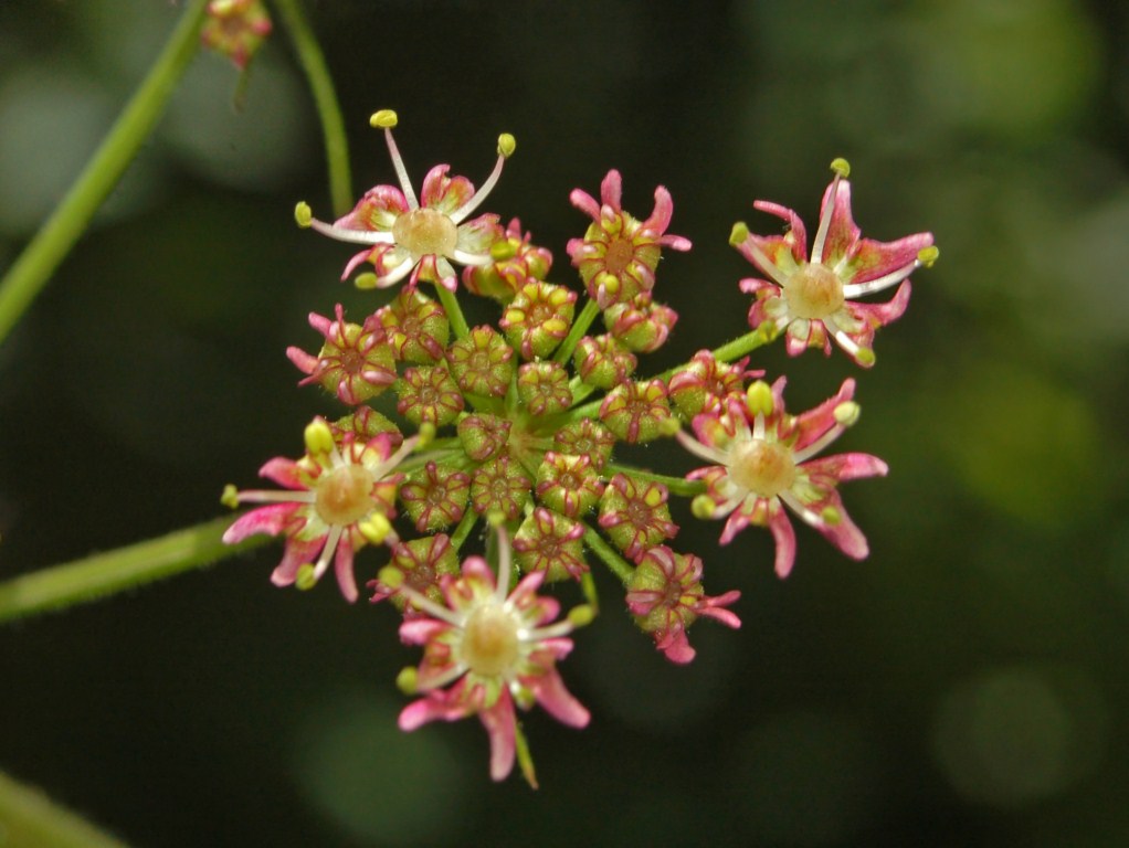 Heracleum sphondylium / Panace comune